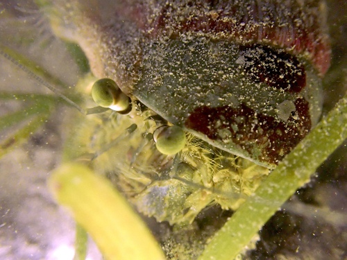 Dardanus deformis observed 2026-10-25