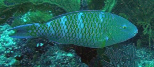 Scarus ghobban observed 2026-10-19