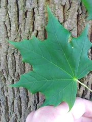 Acer platanoides