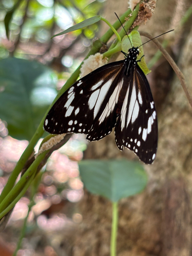 Danaus affinis, 2026-10-25