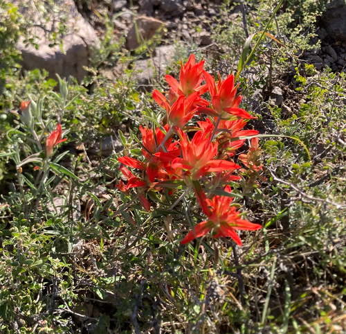 Wholeleaf Paintbrush