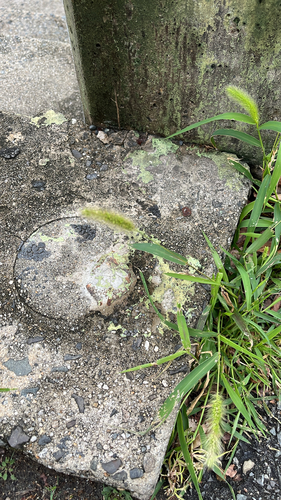 Setaria viridis observed 2026-10-25