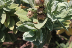 Pachyxyphus lineellus