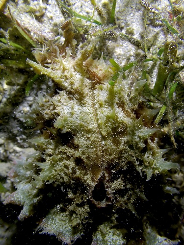 Dolabella auricularia observed 2026-10-25