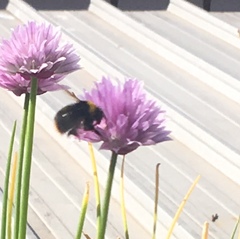 Bombus pratorum