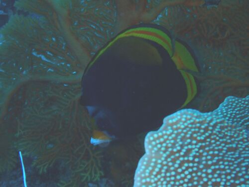 Chaetodon flavirostris observed 2026-10-19
