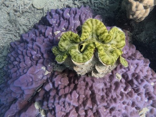 Tridacna squamosa observed 2026-10-25