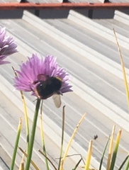 Bombus pratorum