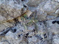 Hieracium carneddorum
