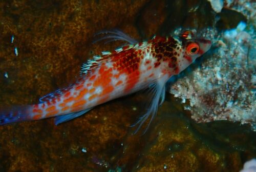Cirrhitichthys falco observed 2026-10-19