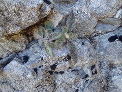 Hieracium carneddorum