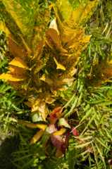 Codiaeum variegatum pictum