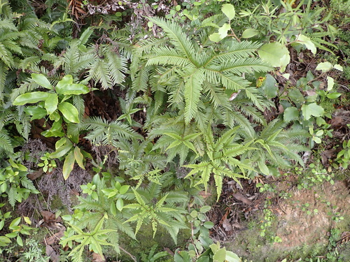 Sticherus flabellatus observed 2026-10-25