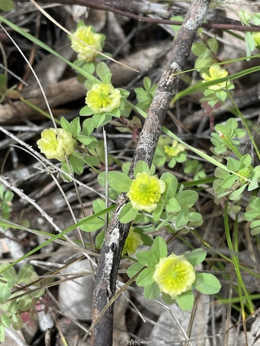 Trifolium campestre observed 2026-10-25