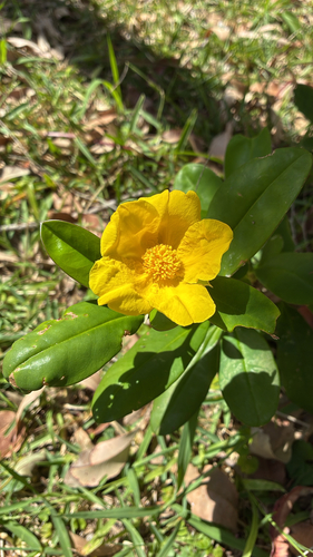Hibbertia scandens observed 2026-10-25