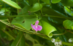 Canavalia cathartica