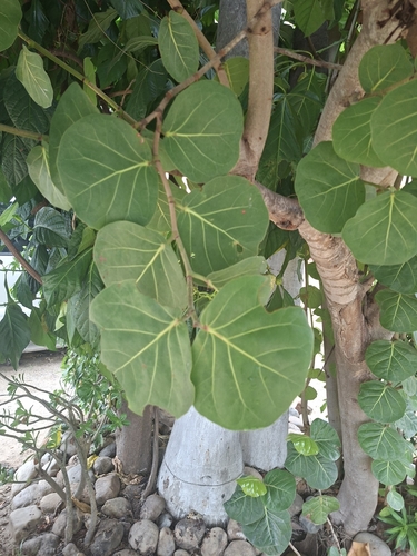 Morinda citrifolia observed 2026-10-24
