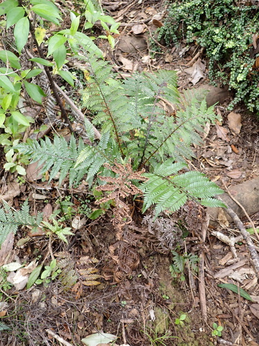Diploblechnum fraseri observed 2026-10-25
