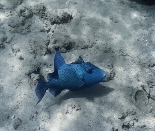 Pseudobalistes fuscus observed 2026-10-25