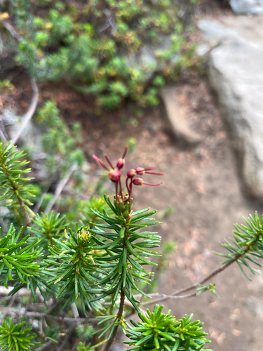 Phyllodoce empetriformis observed 2026-10-24