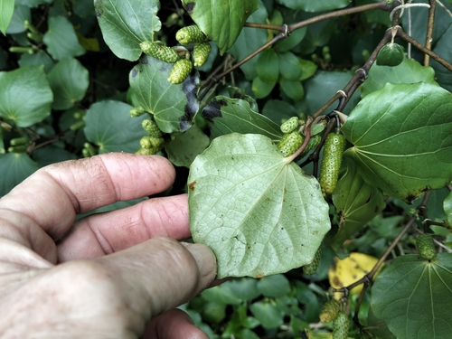 Macropiper excelsum observed 2026-10-25