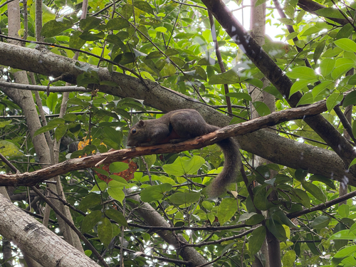 Callosciurus notatus observed 2026-10-25