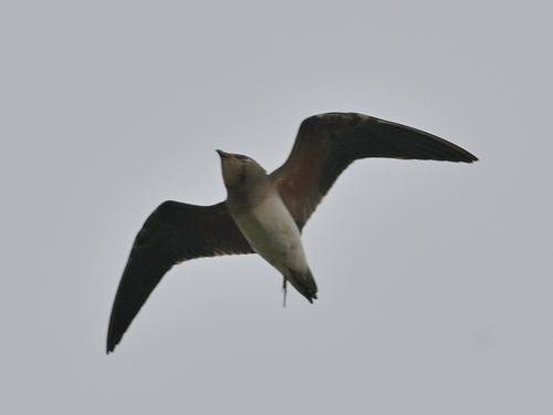 Glareola maldivarum, 2026-10-25