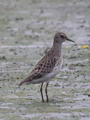 Calidris subminuta, 2026-10-25