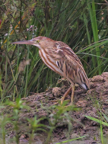 Ixobrychus sinensis observed 2026-10-25