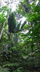 Phenakospermum guyannense