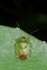 Glaucias dorsalis