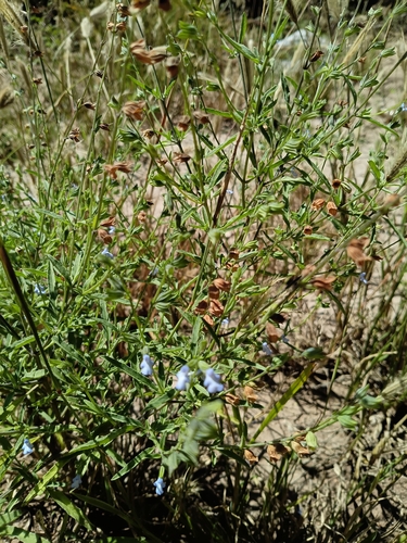Salvia reflexa observed 2026-10-20
