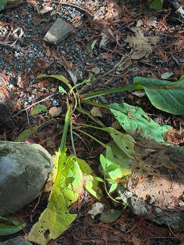 Lysichiton americanus, 2026-10-23