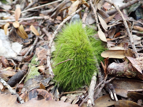 Dicranoloma menziesii observed 2026-10-25
