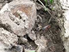 Mesostenus thoracicus