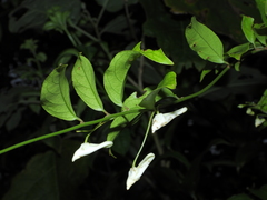 Calyptrion arboreum