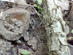 Mesostenus thoracicus