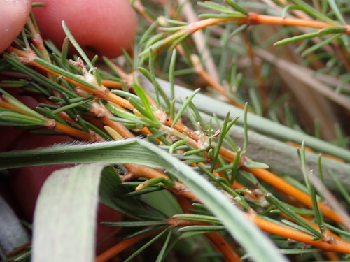 Coprosma acerosa observed 2026-10-25
