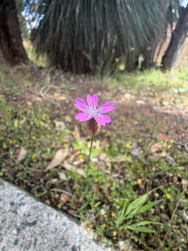 Petrorhagia dubia observed 2026-10-25