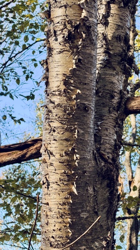 Betula alleghaniensis, 2026-10-24