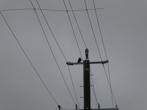 Corvus orru observed 2026-10-24