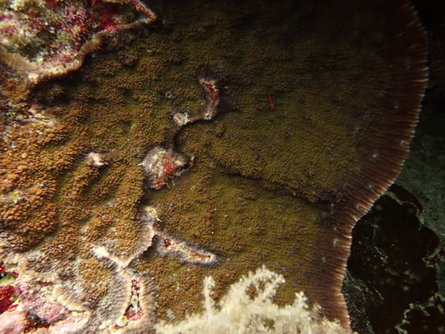 Oxypora lacera observed 2026-10-22