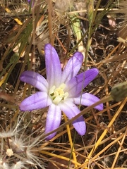 Brodiaea terrestris terrestris