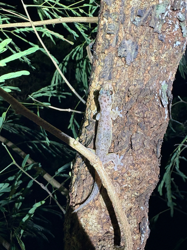 Gehyra mutilata observed 2026-10-23
