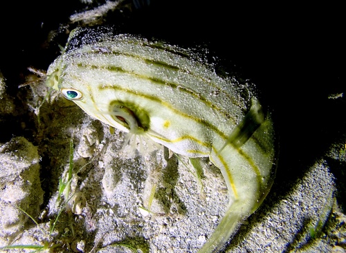Arothron manilensis observed 2026-10-25