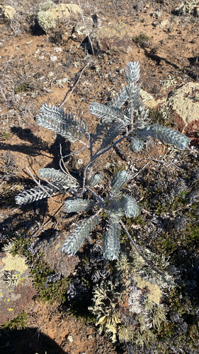Acmispon argophyllus observed 2026-10-24