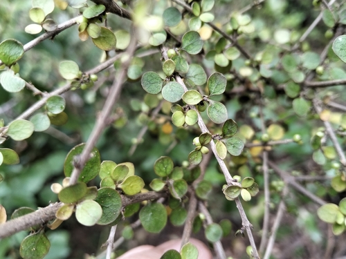 Coprosma rhamnoides observed 2026-10-25