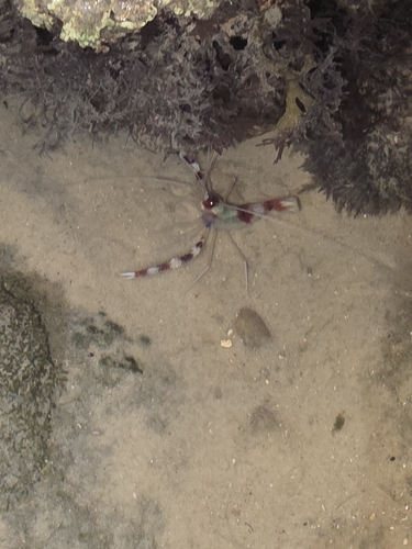 Stenopus hispidus observed 2026-10-24