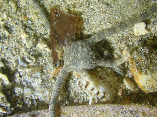 Ophiolepis cincta observed 2026-10-25