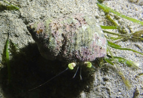 Dardanus observed 2026-10-25